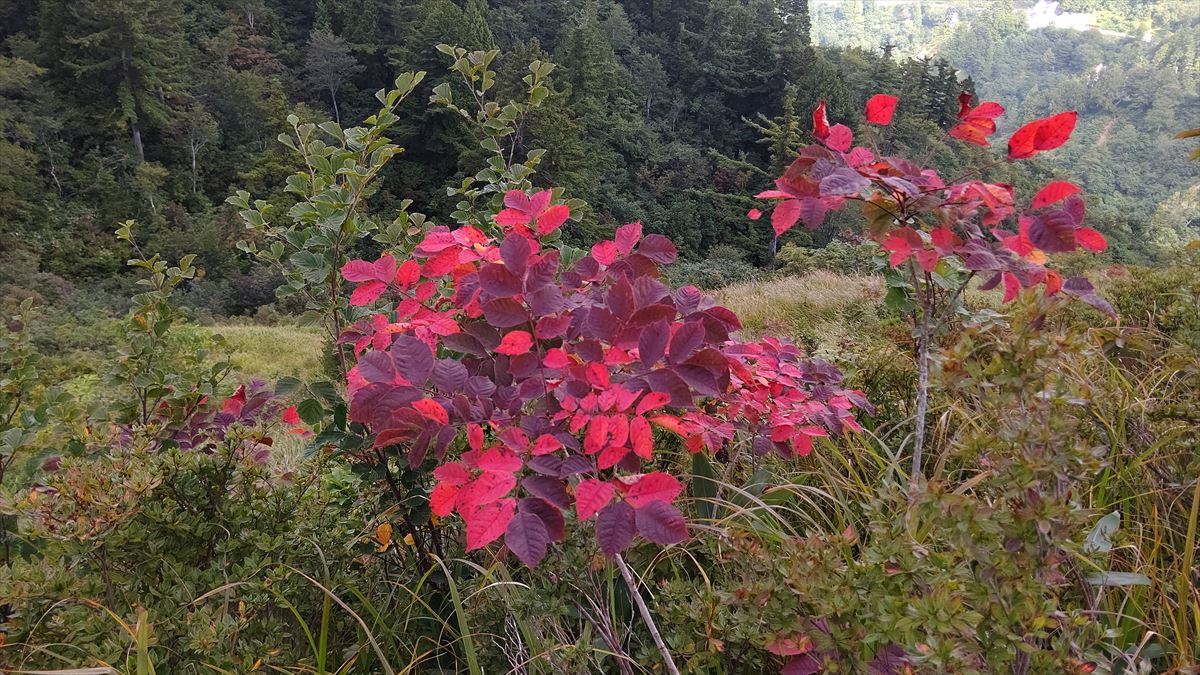 ホワイトロード（三方岩岳）の紅葉