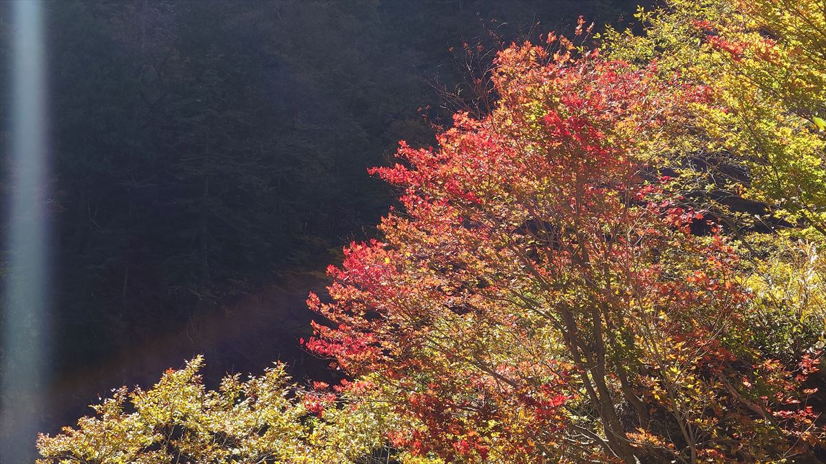 紅葉情報　その３